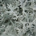 Senecio cineraria 'Diamant'